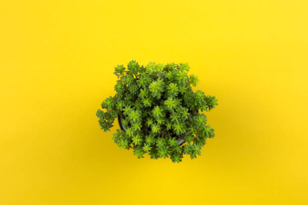 istock Green plant on yellow background 1070321758