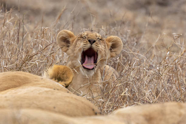 istock Pride of lions with cubs in Kenya 1070322188