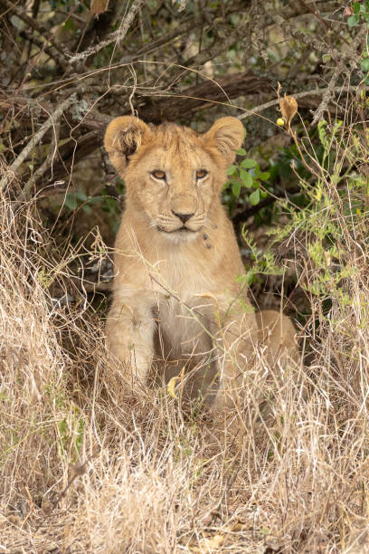 istock Pride of lions with cubs in Kenya 1070323664