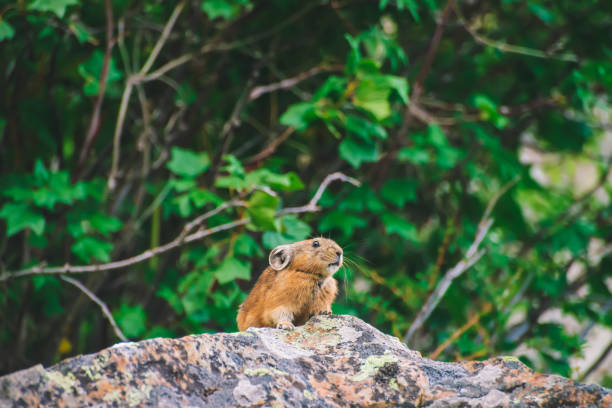 rongeur pika sur falaise parmi les plantes riches des hautes terres. petit animal curieux sur la roche. petit mammifère mignon moelleux sur fond de verdure. - ochotone photos et images de collection