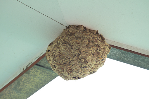empty hornet nest brown color under the eaves at home, close up