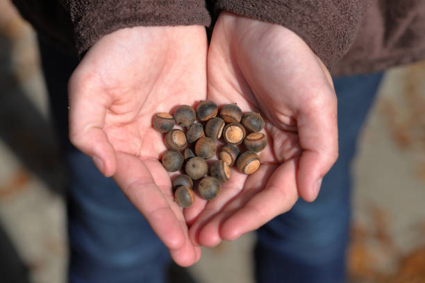 istock Girls hand holding acorns outside 1070330668