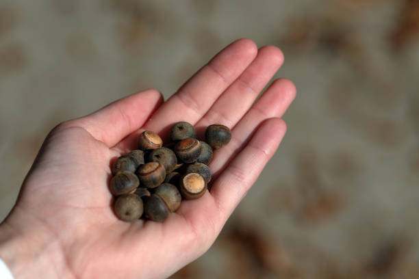 istock Girls hand holding acorns outside 1070330692
