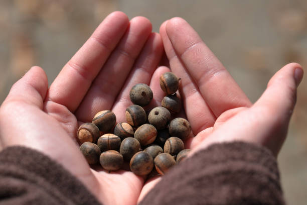 istock Girls hand holding acorns outside 1070330712