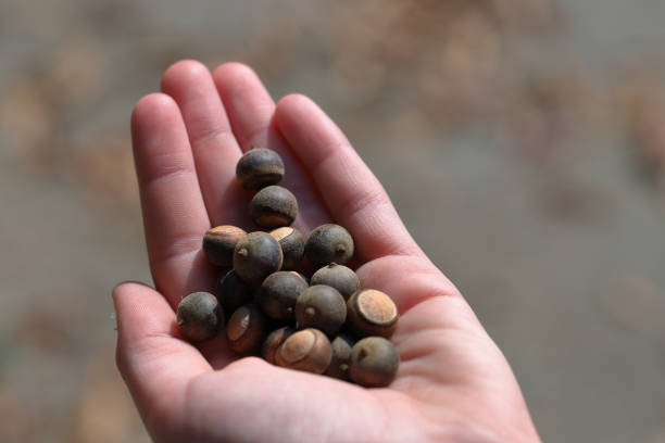 Girls hand holding acorns outside