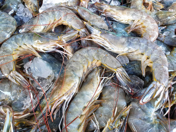 istock banana shrimp for sale 1070330876