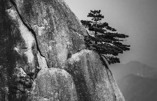 Black and white photograph of a pine tree growing out of the side of a granite mountain peak in Huangshan, Anhui province, China