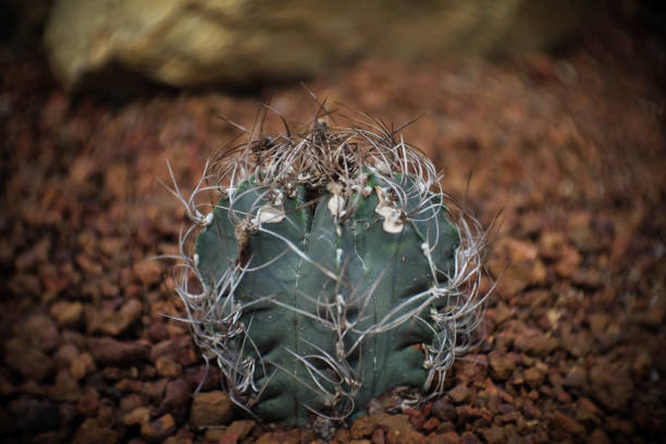 Astrophytum sp., Cactus in garden has a brown stone around, Cacti, Cactaceae, Succulent, Tree, Drought tolerant plant.