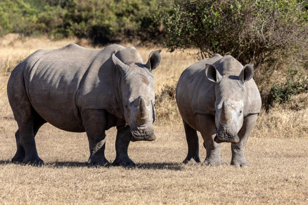 istock White rhinoceros, Kenya, Africa 1070333490