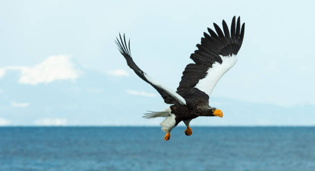 istock Adult Steller's sea eagle in flight. 1070333724
