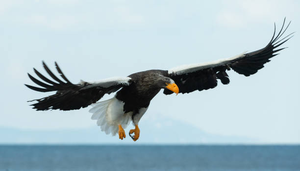 istock Adult Steller's sea eagle in flight. 1070334780