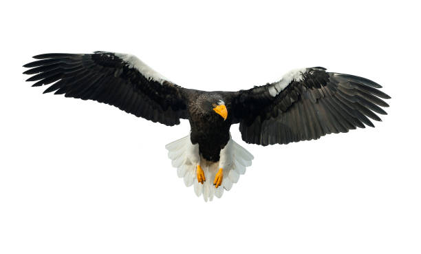 istock Adult Steller's sea eagle in flight. Front view. 1070334868