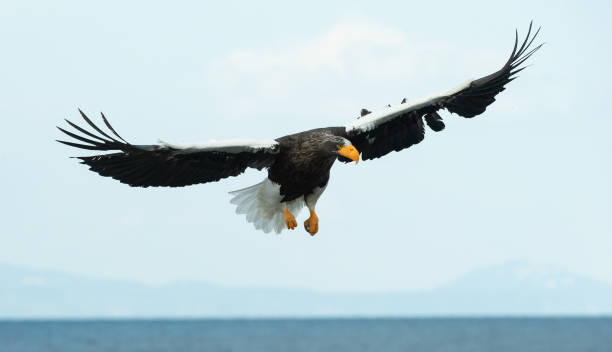 istock Adult Steller's sea eagle in flight. 1070334874