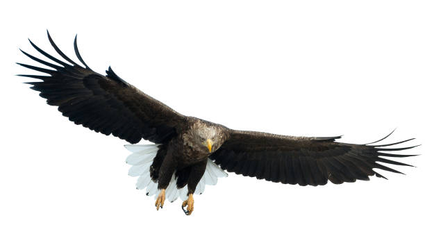 istock Adult White-tailed eagle in flight. Isolated on White background. 1070334888
