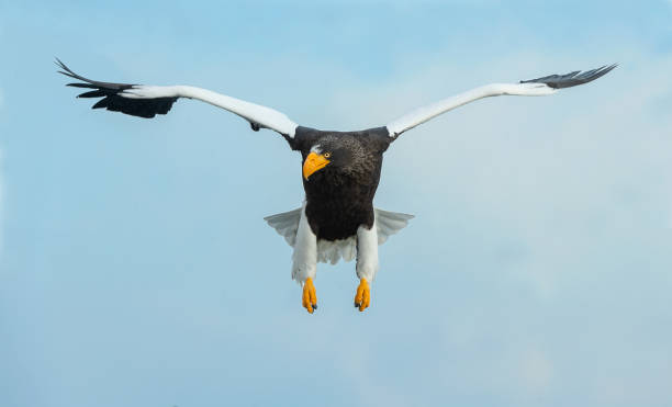 istock Adult Steller's sea eagle in flight. 1070334894