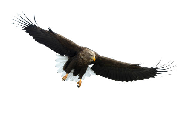 istock Adult White-tailed eagle in flight. Isolated on White background. 1070334918