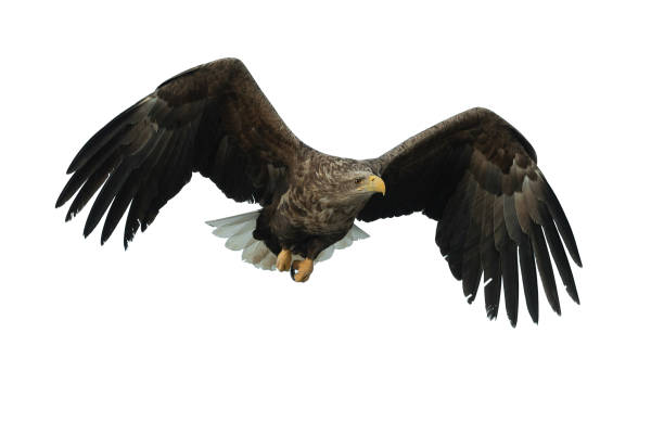 istock Adult White-tailed eagle in flight. Isolated on White background. 1070334930