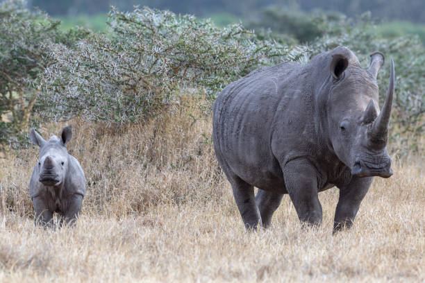 istock White rhinoceros, Kenya, Africa 1070335060