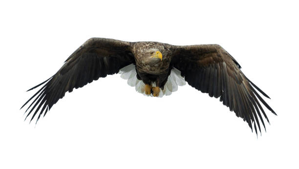 istock Adult White-tailed eagle in flight. Isolated on White background. 1070335106