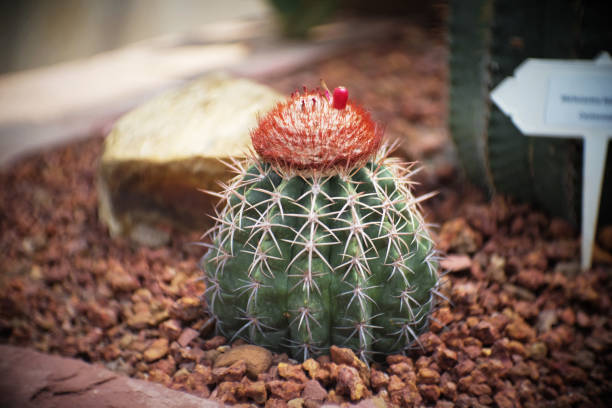 cephalium と melocactus、庭にサボテンの植物、サボテン、サボテン、多肉植物、木、乾燥耐性の周りの茶色の石があります。 - arden ストックフォトと画像