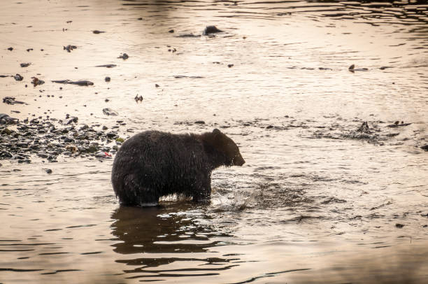 ours brun à eagle creek - wading alaska usa fur photos et images de collection
