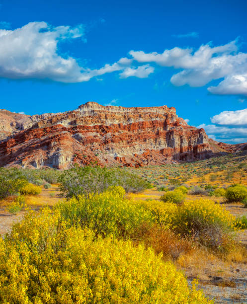 istock Spring blossons of cassia Red Rock Canyon State Park, CA 1070337494