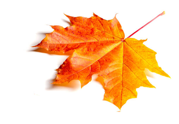 istock Texture, background, pattern. Autumn maple leaves. Background of maple leaves. Red and yellow maple leaves Autumn advance; Autumn motive 1070339780