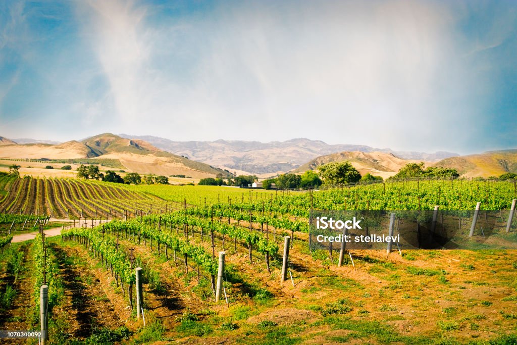 Vineyard in Santa Ynez California View of field and vineyard with mountains and sky California Stock Photo