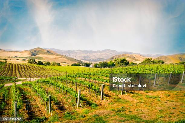 Vineyard In Santa Ynez California Stock Photo - Download Image Now - California, Vineyard, Santa Barbara County