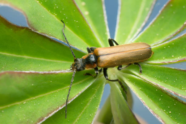istock Soldier beetle, Cantharis quadripunctata on lupin leaf 1070350014