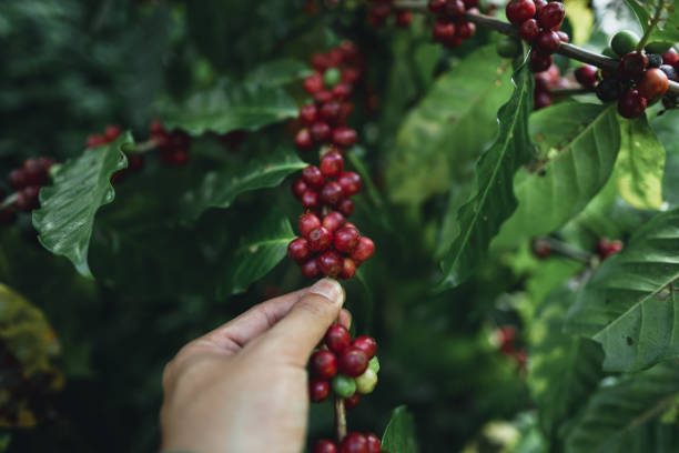 istock Red cherry coffee beans Arabica In nature 1070351882