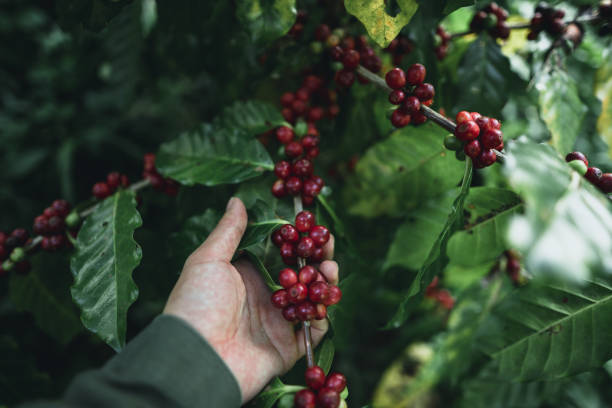 istock Red cherry coffee beans Arabica In nature 1070351906