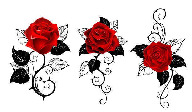 Three red roses for tattoo Three artistically painted red roses with black spiny stems and black leaves on white background. Tattoo style. thorn stock illustrations