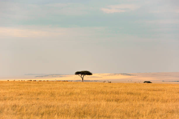 istock African landscape with solitry tree. Masai Maea Kenya. 1070357094