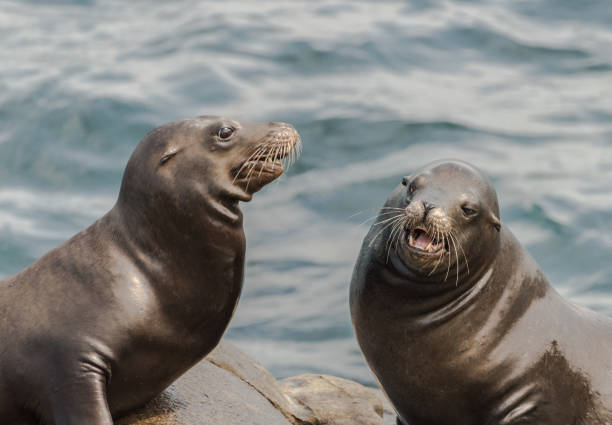 istock Two Sea Lions Close Up 1070362068
