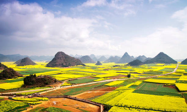 Karst landscape and rape flowers Karst landforms and rapeseed flowers, in luoping, yunnan province, China yunnan province stock pictures, royalty-free photos & images