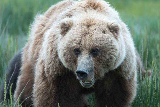 istock Adult Coastal Brown Bear 1070364790