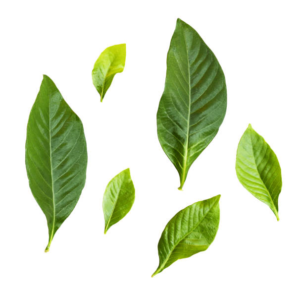 istock Set of green leaves 1070369154