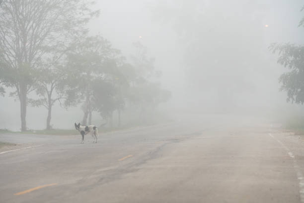 Tree in the mist in a farm during early morning
