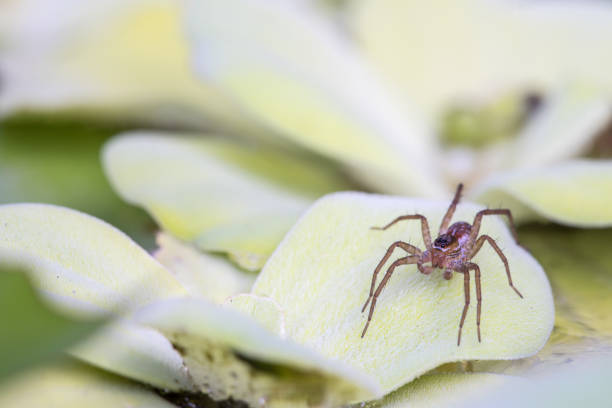 istock spider on a water plant 1070373206