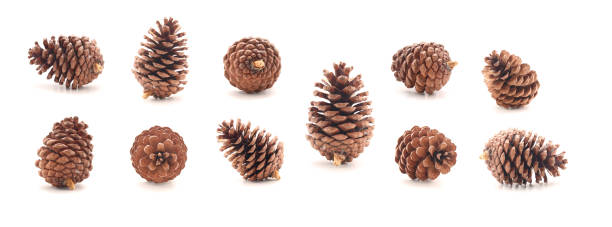 плоды соснового конуса изолируются на белом фоне - pine cone стоковые фото и изображения