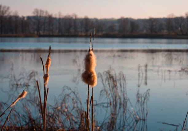Dry Typha latifolia near pond