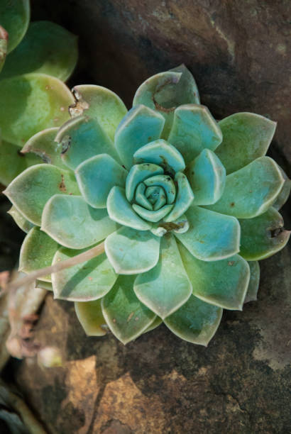 istock Echeveria plant in moody light 1070379118