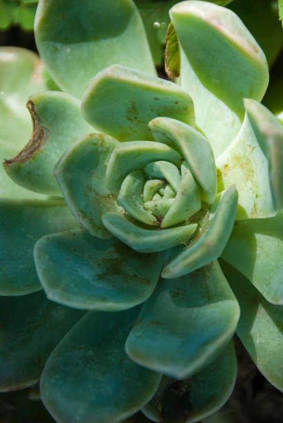 istock Echeveria plant in moody light 1070379170