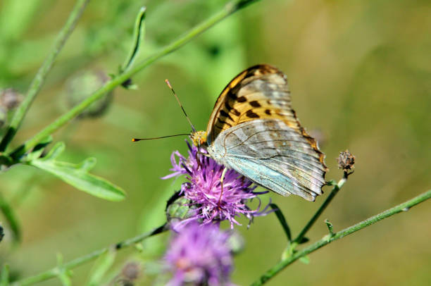 A painted lady butterfly (Vanessa cardui) sips nectar for a prickly thistle in Arizona.