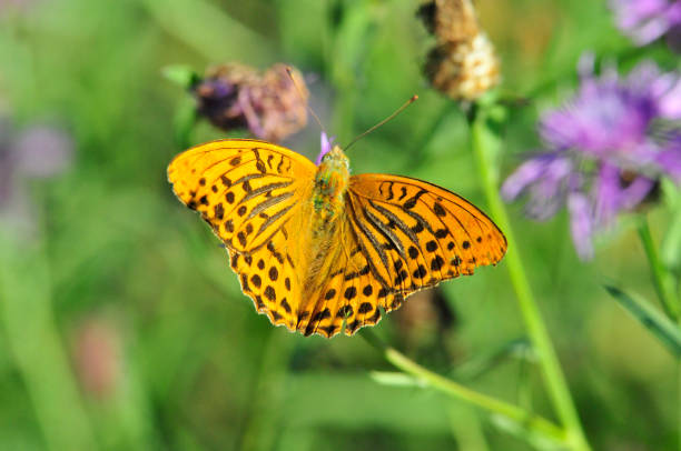 istock The silver-washed fritillary butterfly. 1070381436