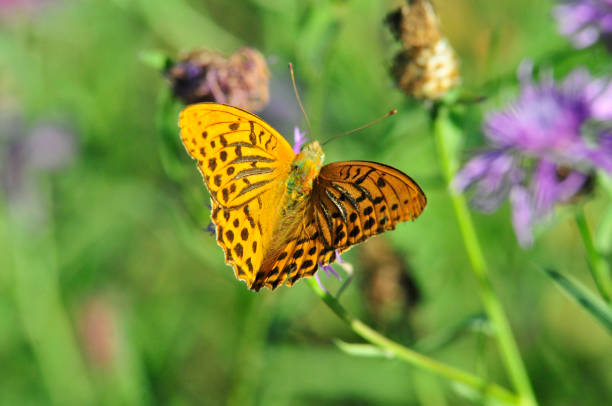 istock The silver-washed fritillary butterfly. 1070381448