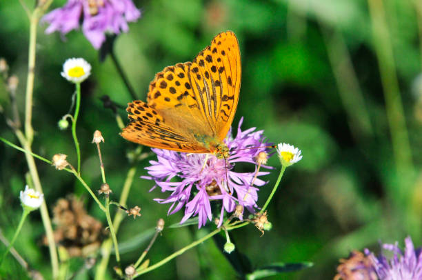 istock The silver-washed fritillary butterfly. 1070381716