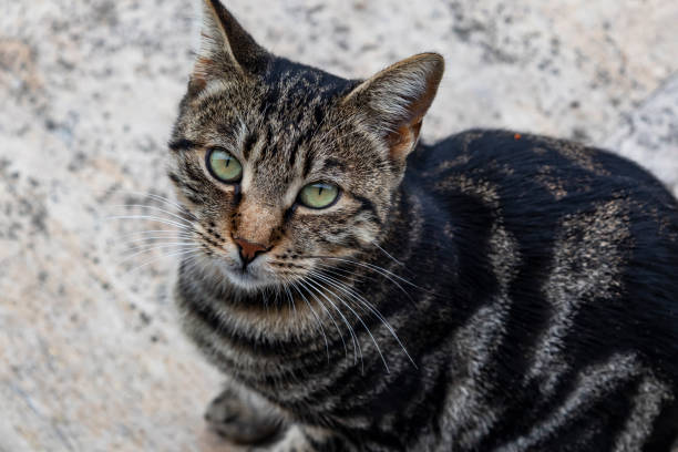 istock close up cute friends cats in nature 1070383616