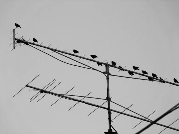 istock Antenna full of birds 1070383772